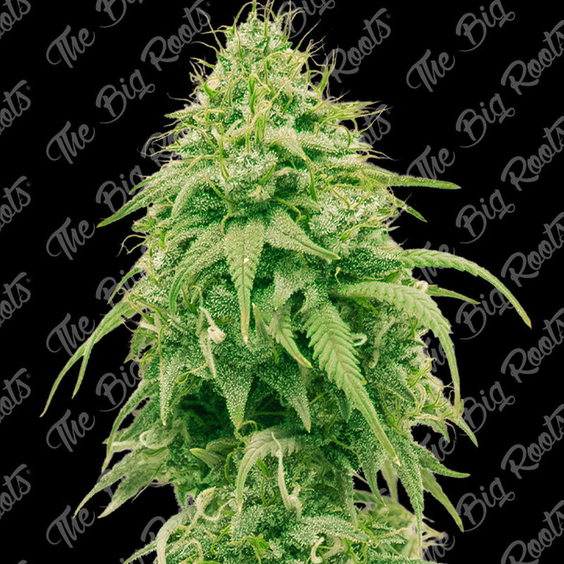 GIRL SCOUT COOKIES FEM X3+2 - THE BIG ROOTS-1