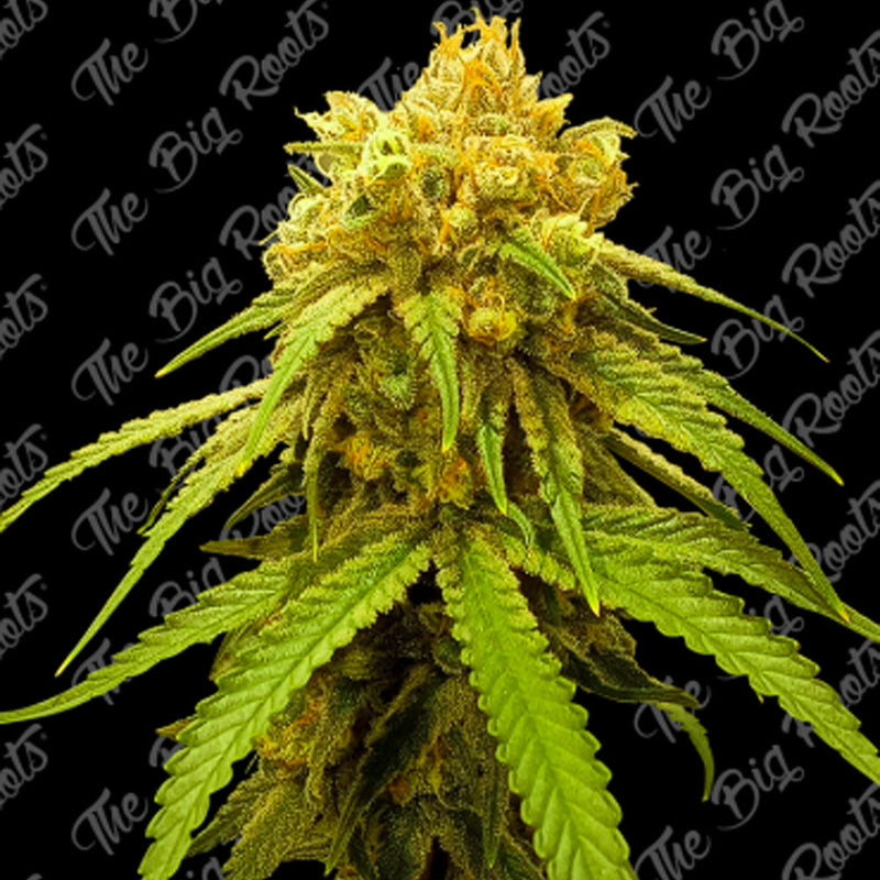 GORILLA GLUE AUTO X3+2 - THE BIG ROOTS-1