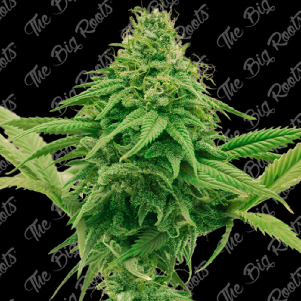 GORILLA GLUE FAST X 3+2 SEMILLAS THE BIG ROOTS-2