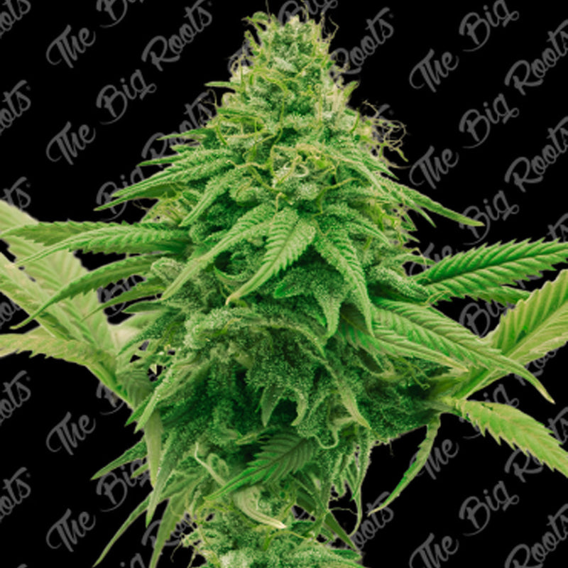 GORILLA GLUE FAST X 3+2 SEMILLAS THE BIG ROOTS-2