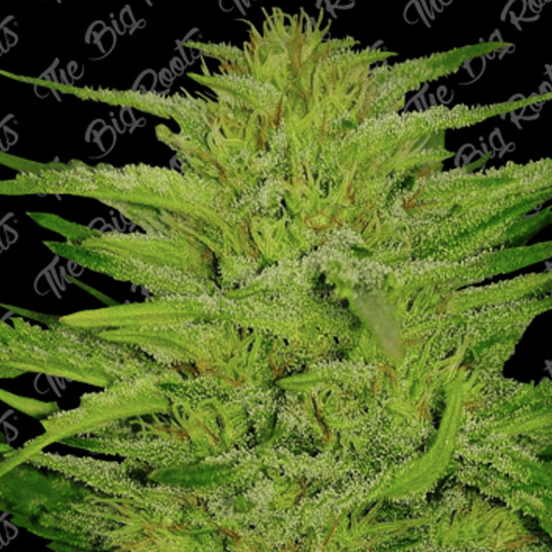 GREEN HONEY FAST X3+2 - THE BIG ROOTS-1