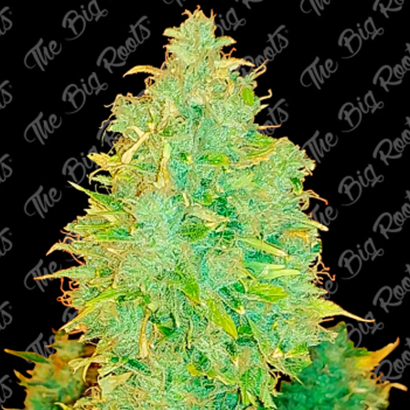 MOBY DICK FEM X3+2 - THE BIG ROOTS-1