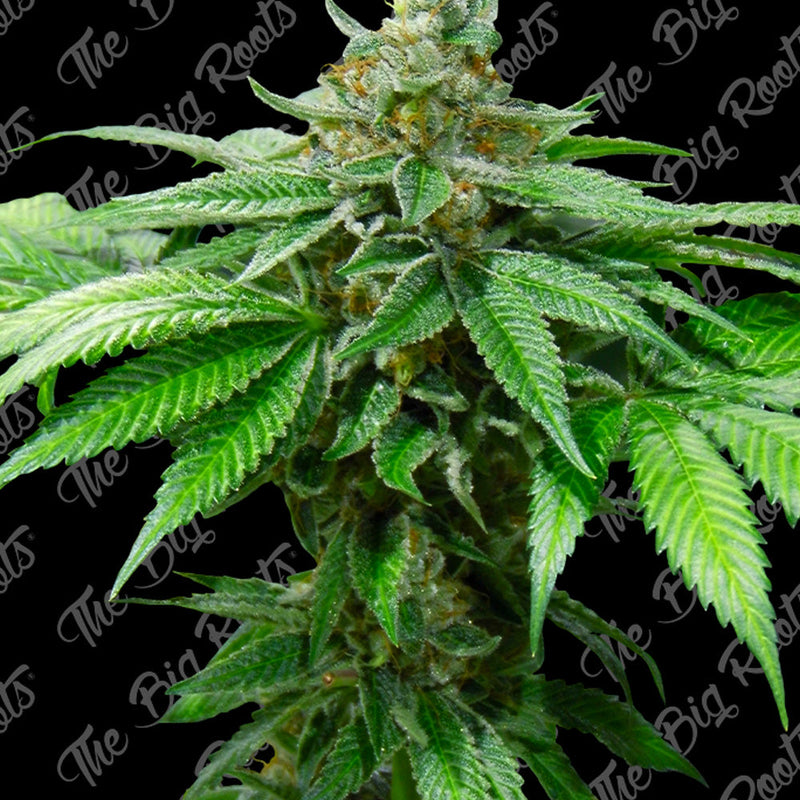 OG KUSH FEM X3+2 - THE BIG ROOTS-1