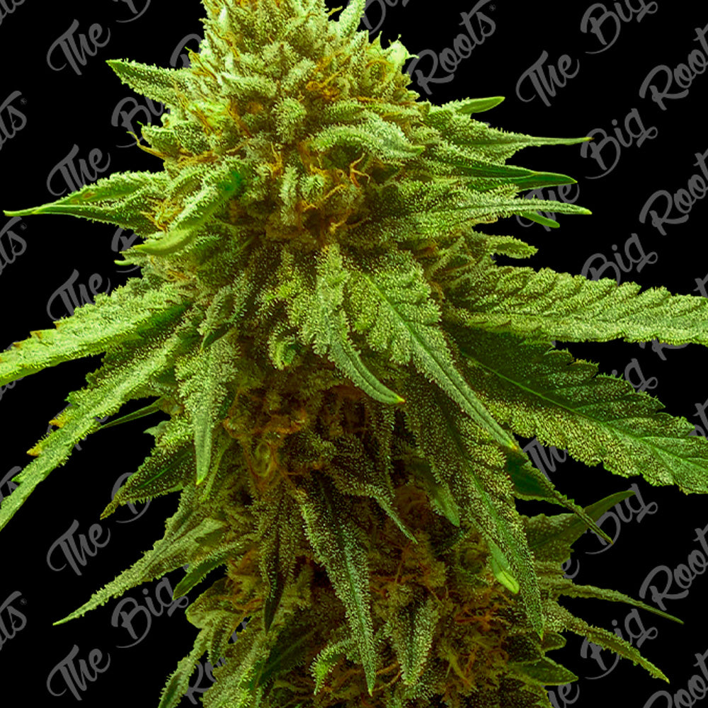 OG KUSH AUTO X3+2 - THE BIG ROOTS-1