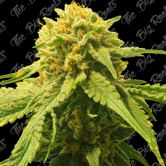 SOMANGO AUTO X 3+2 SEMILLAS THE BIG ROOTS