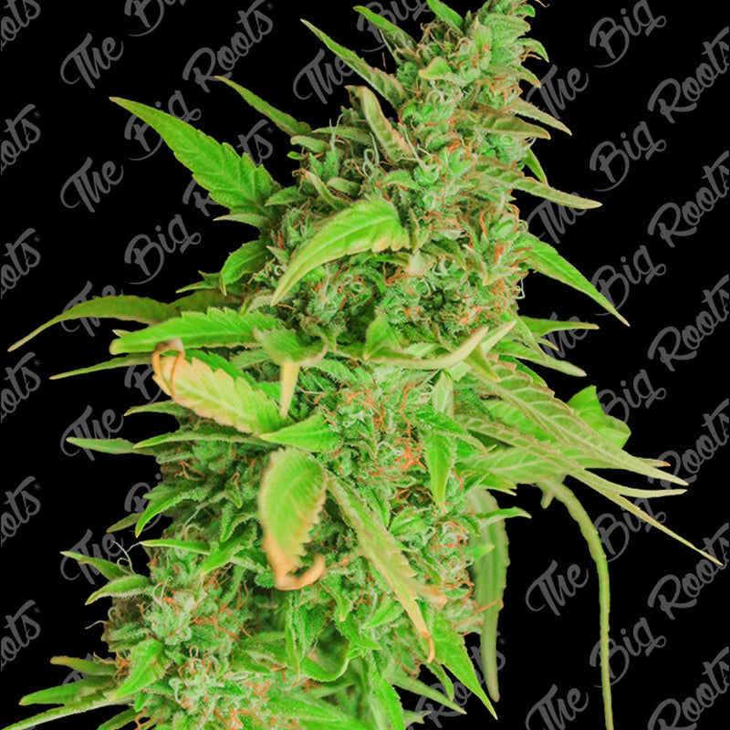 STRAWBERRY FEM X3+2 - THE BIG ROOTS-1