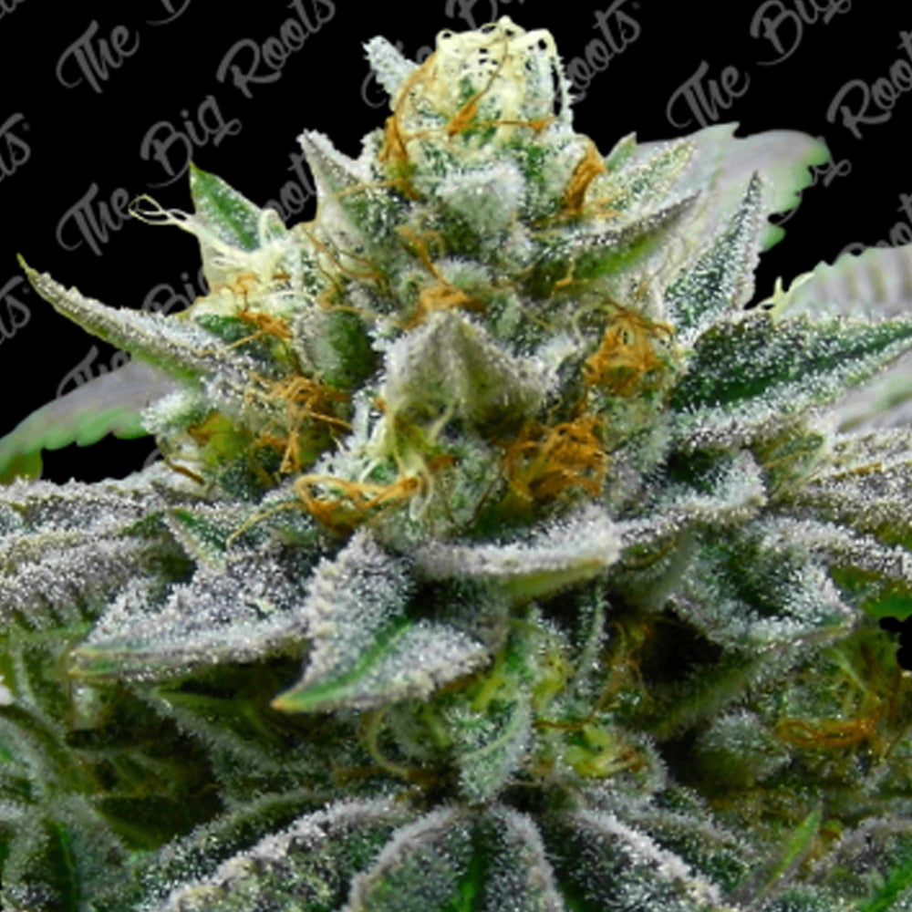 SUPER SKUNK FEM X 3+2 SEMILLAS THE BIG ROOTS-1