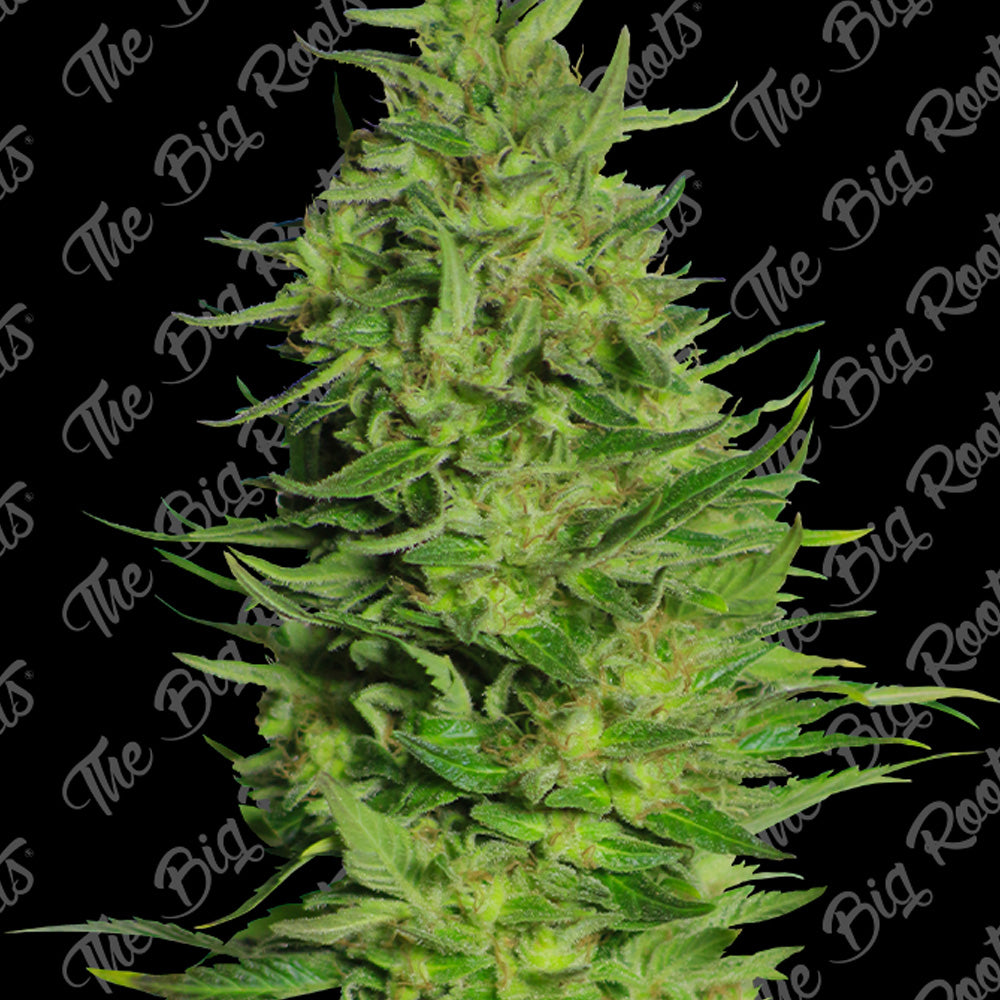 SUPER SKUNK FAST X 3+2 SEMILLAS THE BIG ROOTS-1