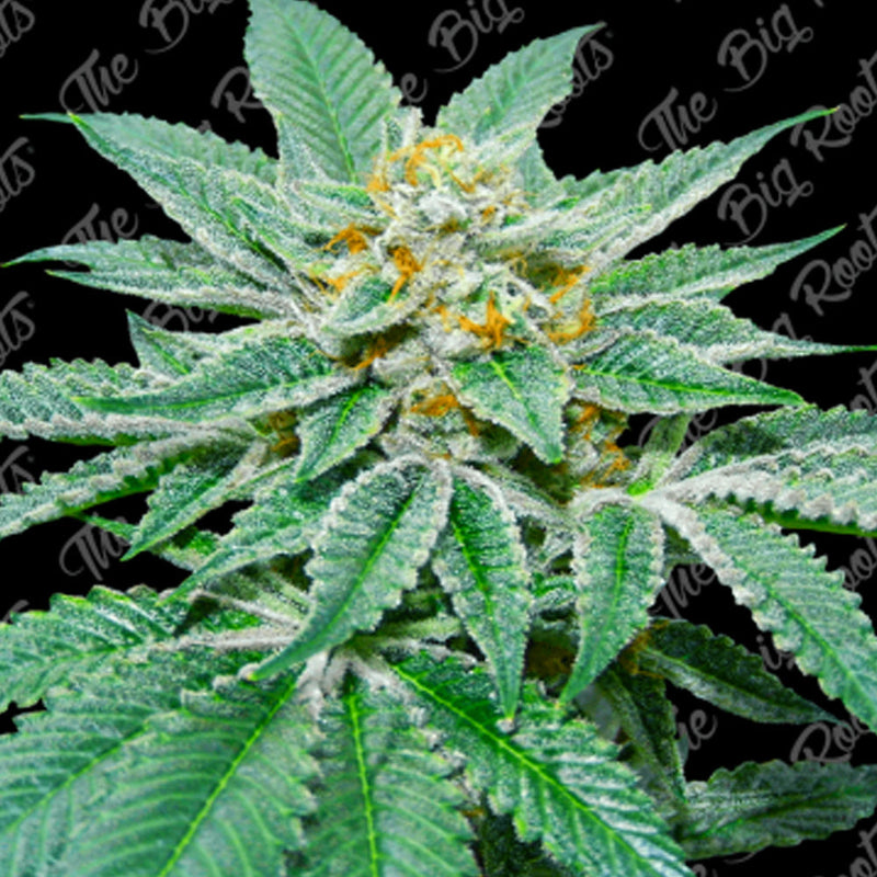 WHITE WIDOW FEM X3+2 - THE BIG ROOTS-1
