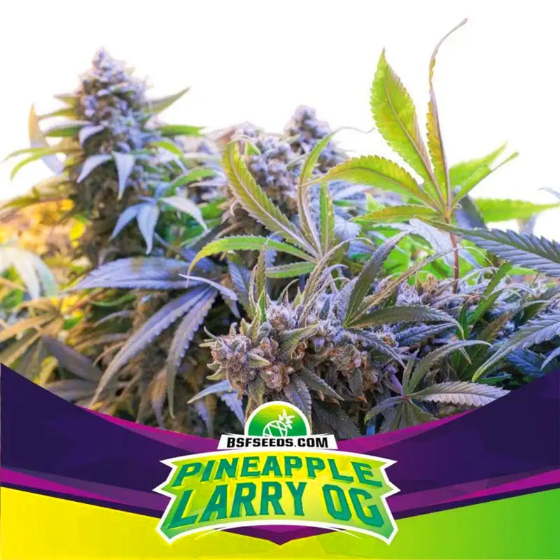 PINEAPPLE LARRY OG FEM X12 BSF SEEDS-3