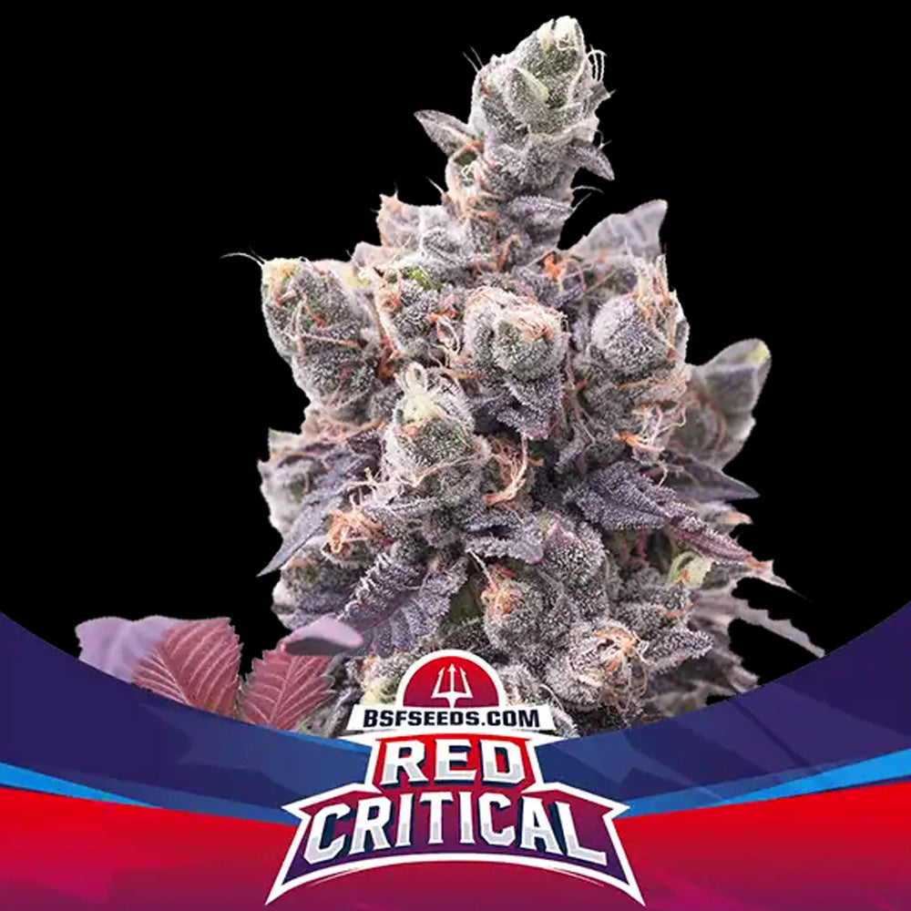 RED CRITICAL AUTO X12 BSF SEEDS