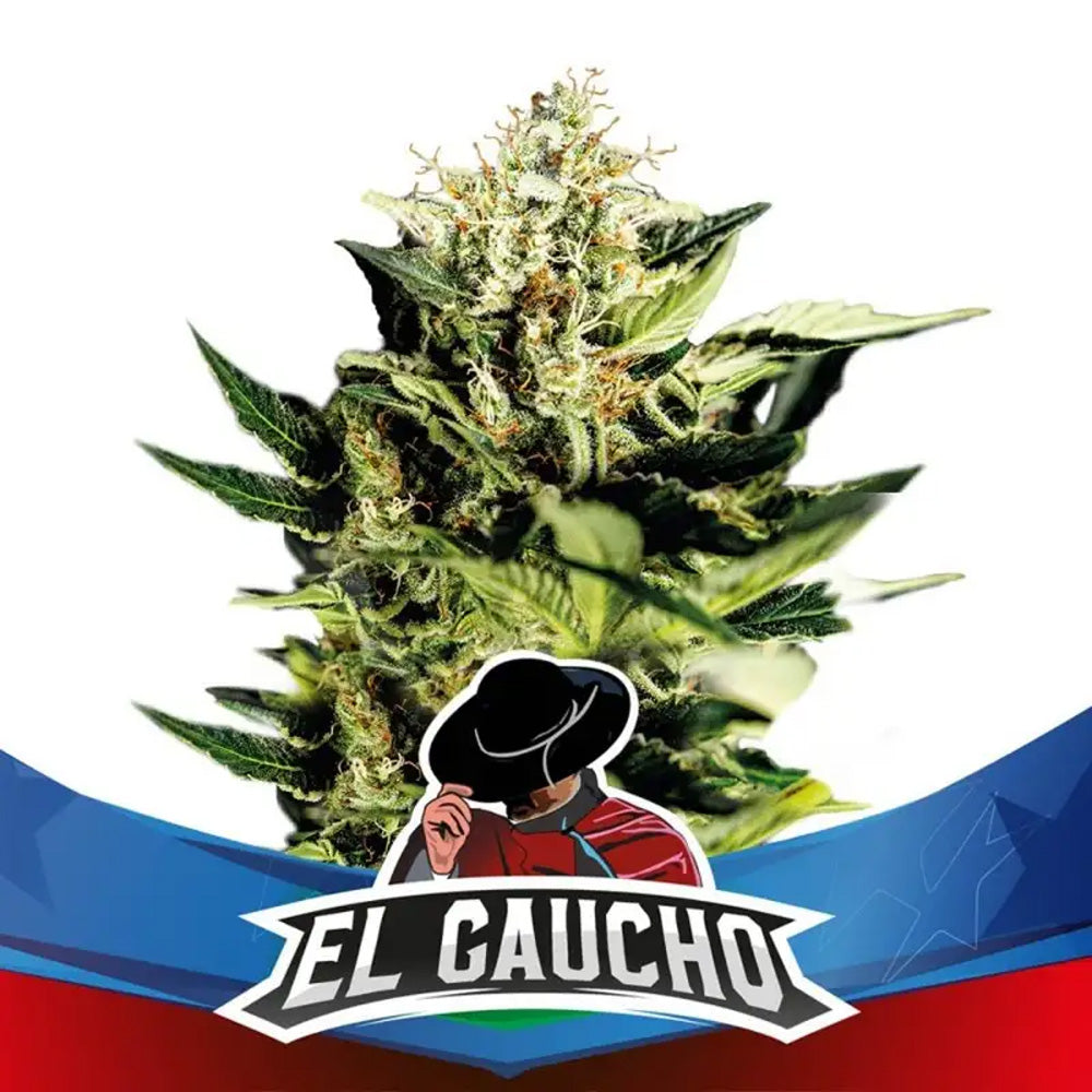 EL GAUCHO FASTER X12 BSF SEEDS