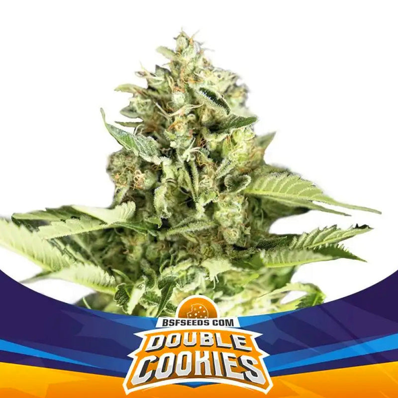 DOUBLE COOKIES AUTO X12 BSF SEEDS-1