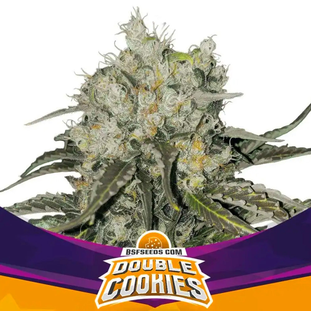 DOUBLE COOKIES FEM X12 BSF SEEDS