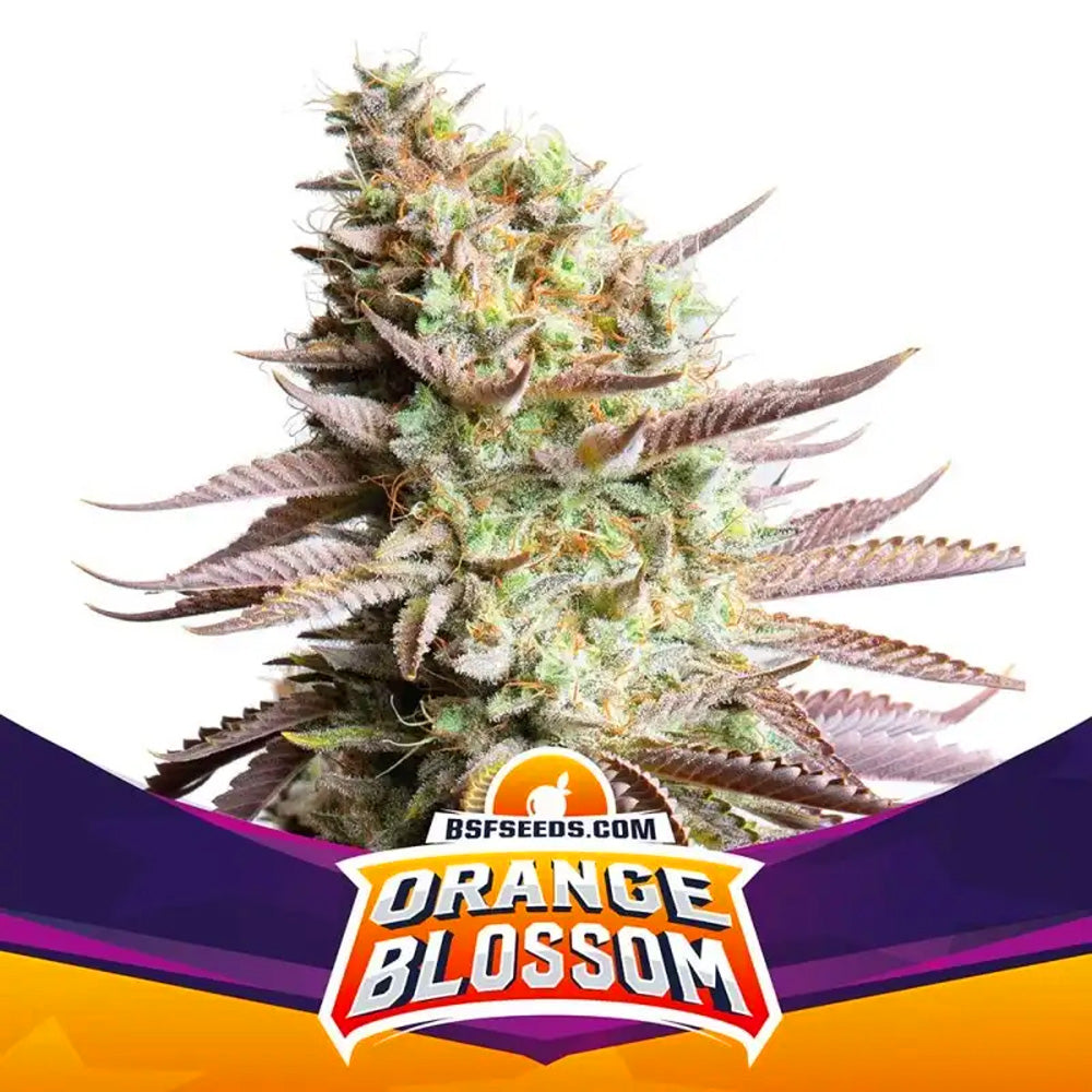 ORANGE BLOSSOM FEM X12 BSF SEEDS