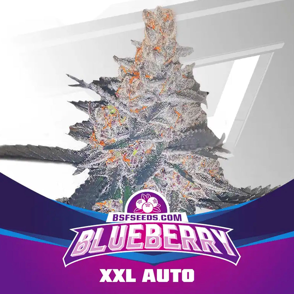 BLUEBERRY XXL AUTO X 12 BSF SEEDS