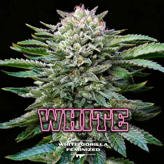 WHITE GORILLA FEM X12 BSF SEEDS