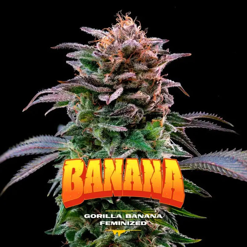 GORILLA BANANA FEM X 12 BSF SEEDS-1
