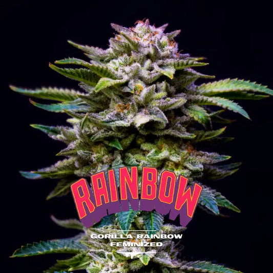 GORILLA RAINBOW FEM X12 BSF SEEDS