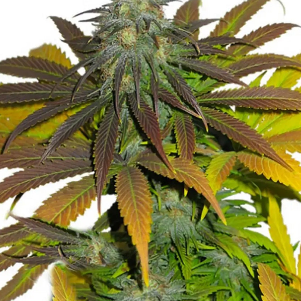 CALIFORNIAN ORANGE FEM X100 DUTCH PASSION-1