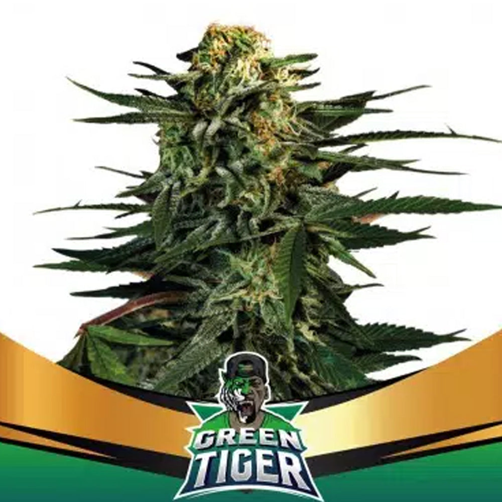 GREEN TIGER FASTER X 12 BSF SEEDS