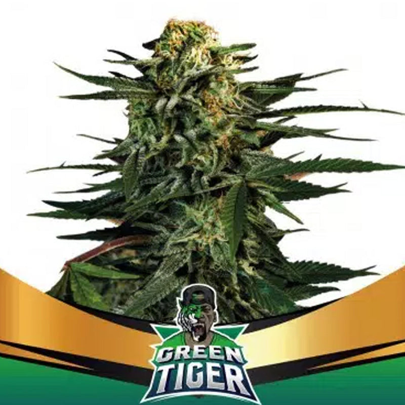 GREEN TIGER FASTER X 12 BSF SEEDS-1
