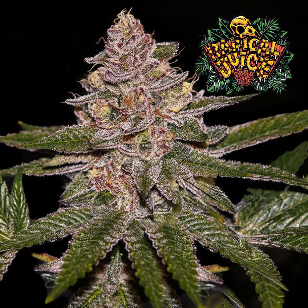 RADICAL JUICE X3 RIPPER SEEDS-1