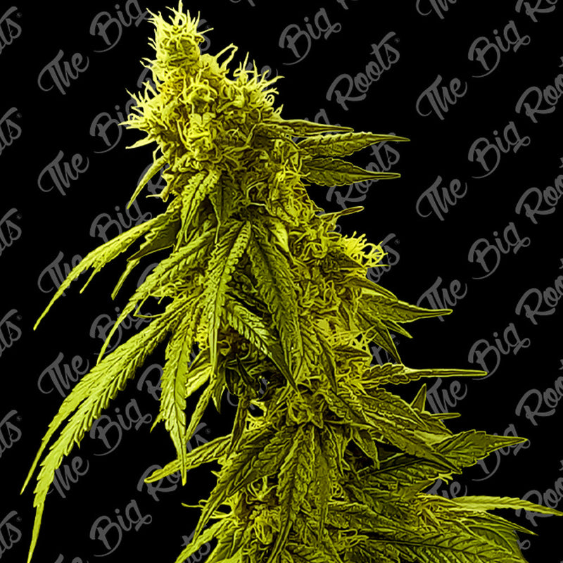 AK 47 AUTO X3+2 - THE BIG ROOTS-1