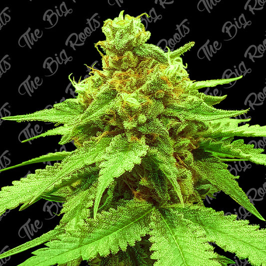 BIG CHESSE AUTO X 3+2 SEMILLAS THE BIG ROOTS