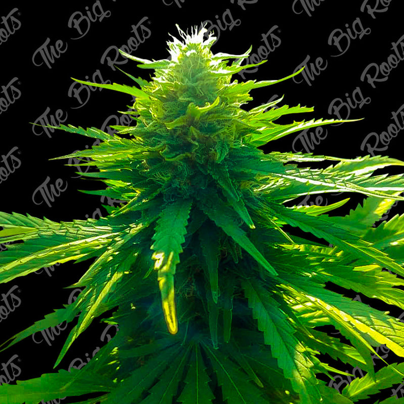 BIG MOBY DICK AUTO X3+2 - THE BIG ROOTS-1