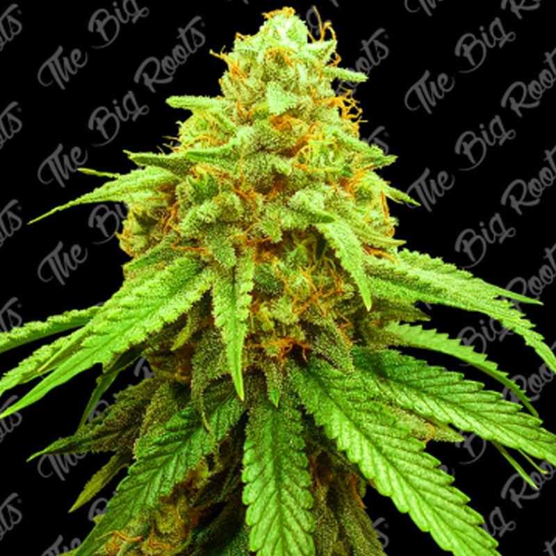 BIG ORANGE AUTO X3+2 - THE BIG ROOTS-1