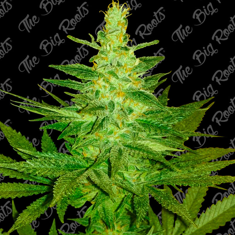 BLUE DREAM FEM X3+2 - THE BIG ROOTS-1