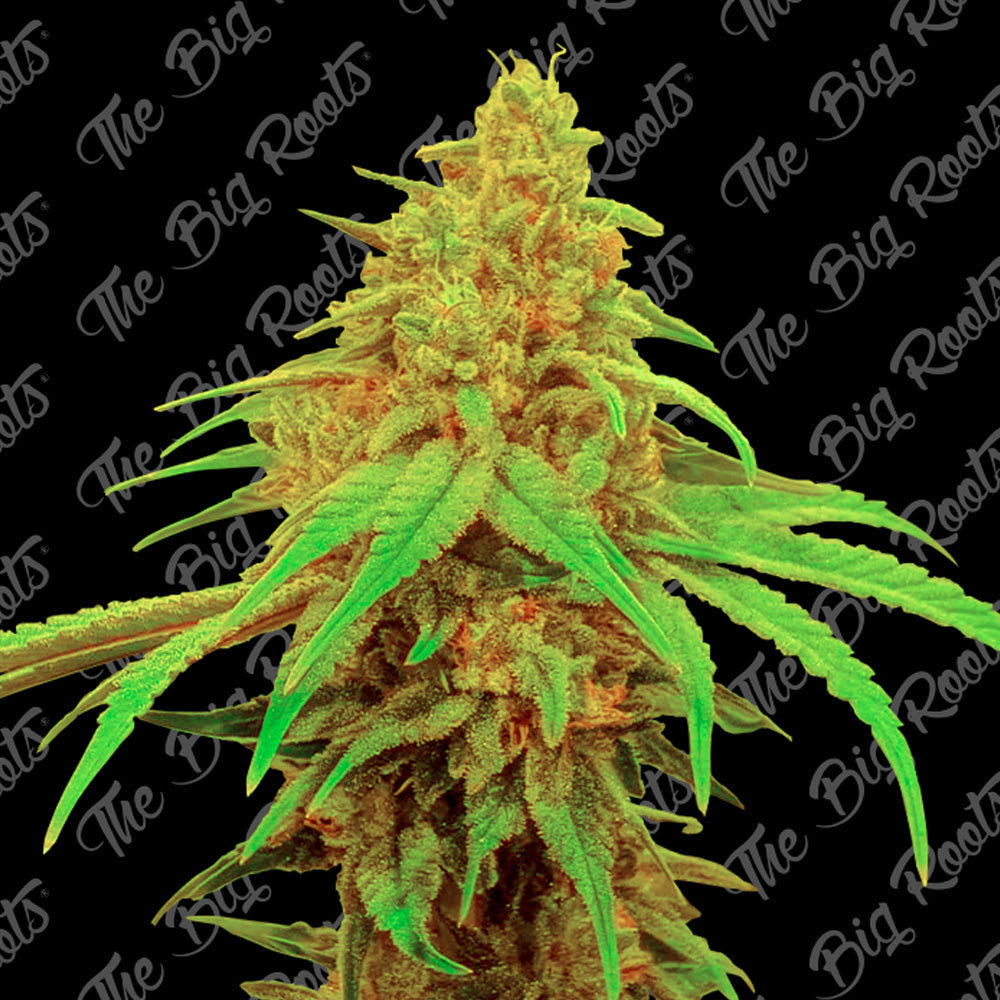 BLUEBERRY AUTO X3+2 - THE BIG ROOTS-1