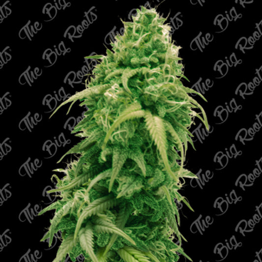 BUBBA KUSH AUTO X 3+2 SEMILLAS THE BIG ROOTS