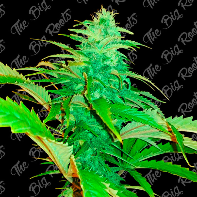 JACK HERER AUTO X3+2 - THE BIG ROOTS-1