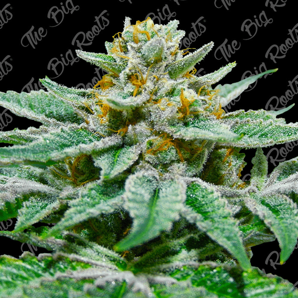 LEMON OG FEM X 3+2 SEMILLAS THE BIG ROOTS-1