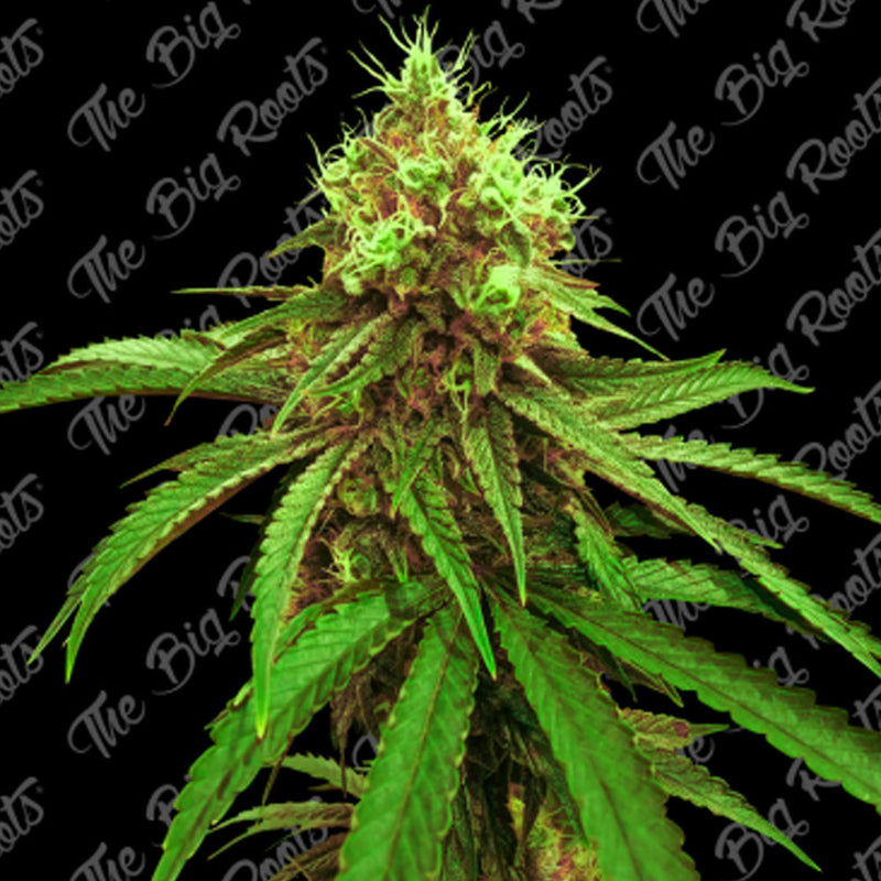 PURPLE G AUTO X3+2 - THE BIG ROOTS-1