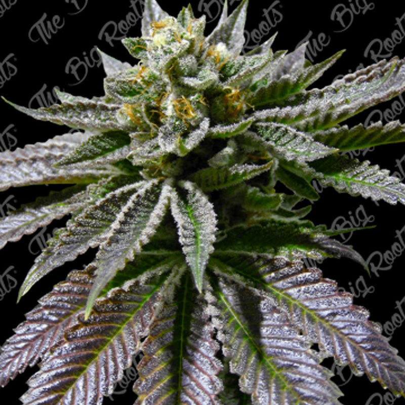 PURPLE JACK FEM X3+2 - THE BIG ROOTS-1