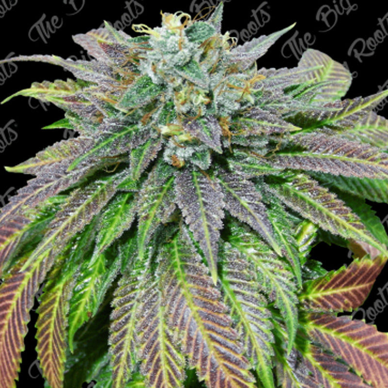 SHARK DREAM FEM X3+2 - THE BIG ROOTS-1