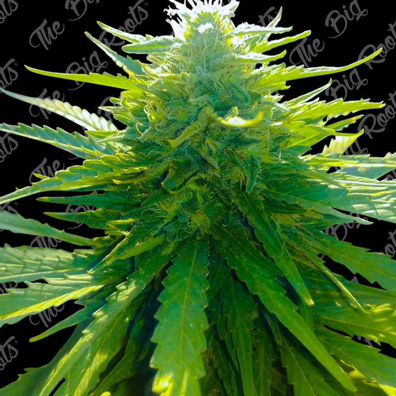 SOUR DIESEL AUTO X3+2 - THE BIG ROOTS-1