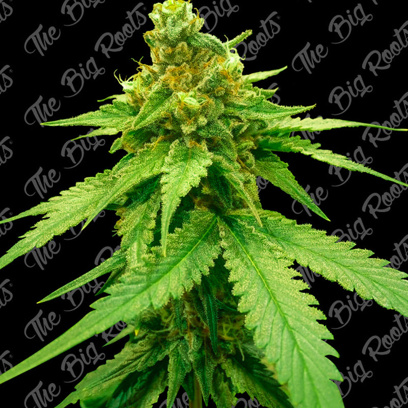 WHITE WIDOW AUTO X3+2 - THE BIG ROOTS-1