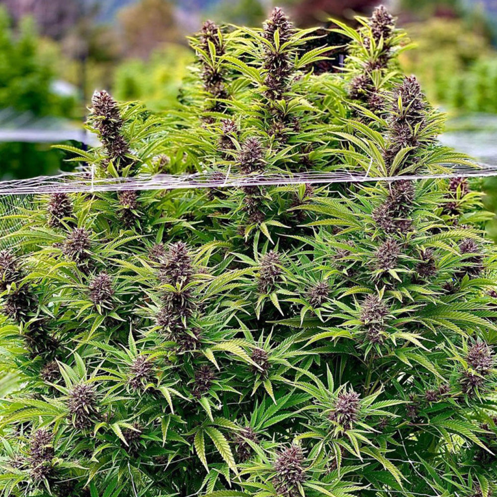 FRISIAN DEW FEM X3 DUTCH PASSION-1