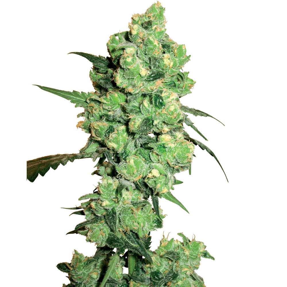 SUPER SKUNK FEM X3 SENSI SEEDS-1