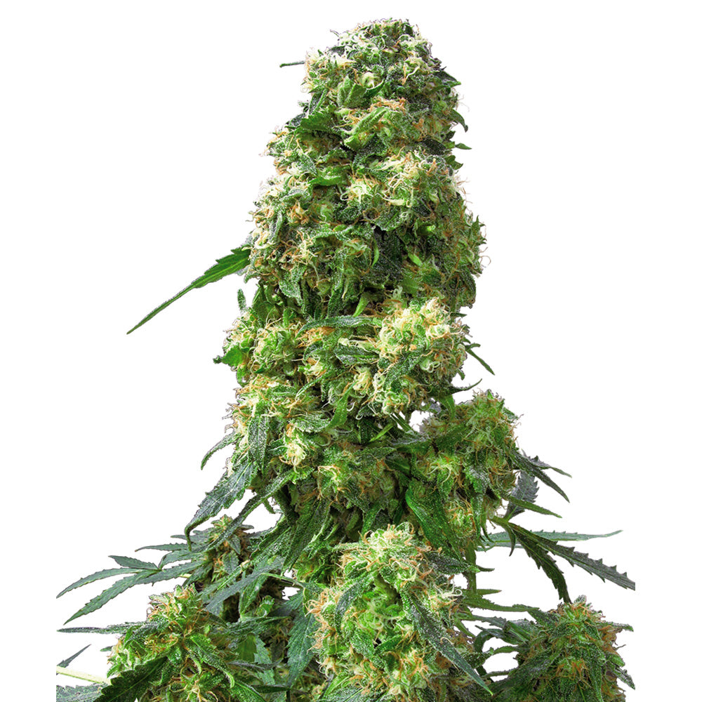 EARLY SKUNK FEM X3 SENSI SEEDS-1