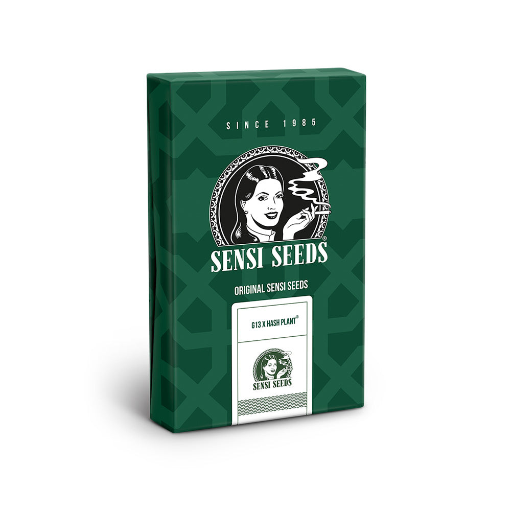 MR.NICE G13 X HASH PLANT REGULAR X10 SENSI SEEDS-1
