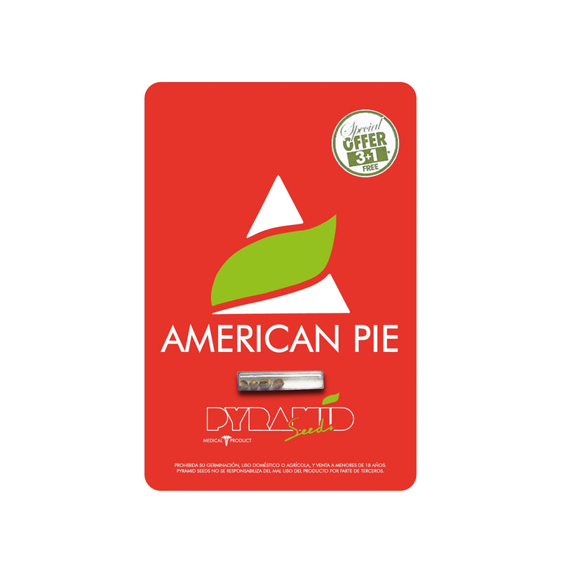 AMERICAN PIE FEM X3+1 - PYRAMID SEEDS-2