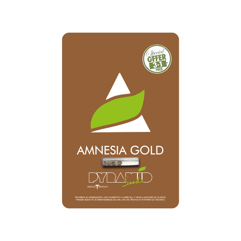 AMNESIA GOLD FEM X3+1  - PYRAMID SEEDS-2
