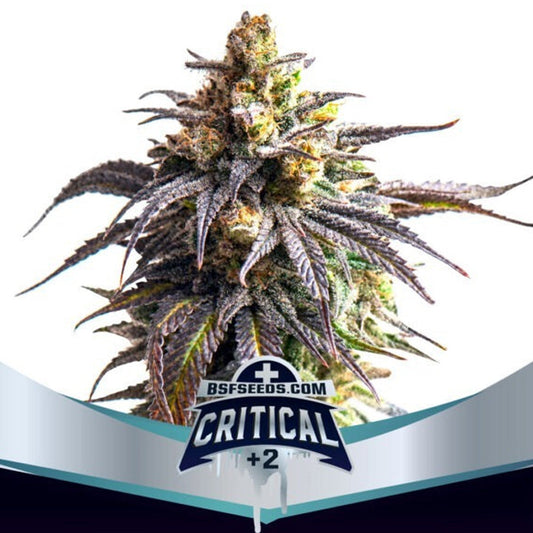 CRITICAL +2 XXL AUTO X12 BSF SEEDS