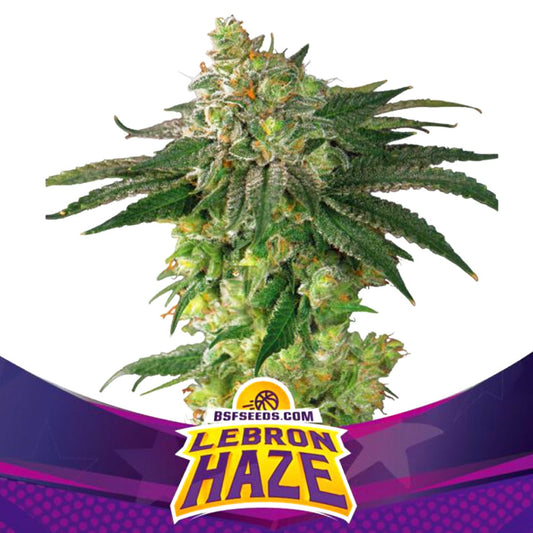 LEBRON HAZE FEM X12 BSF SEEDS