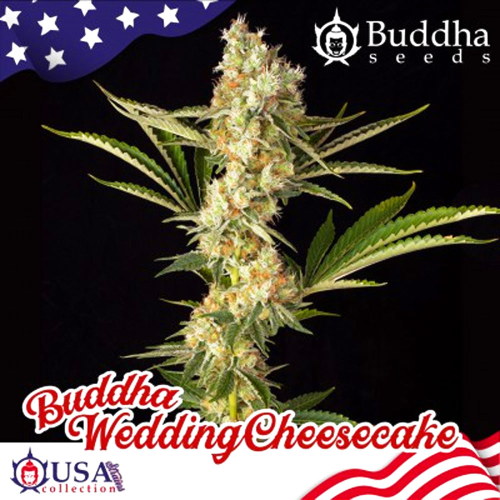 WEDDING CHEESECAKE FEM X3 BUDDHA SEEDS